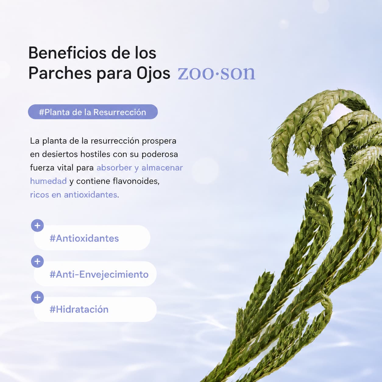 Parches de Colágeno ANTIOJERAS